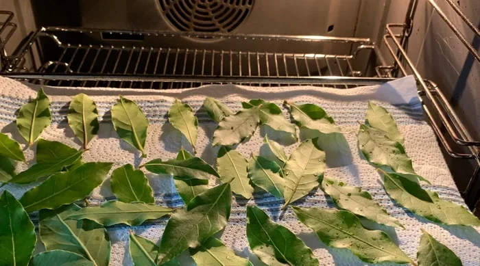 How To Dry Leaves In Oven A Complete Beginners Guide
